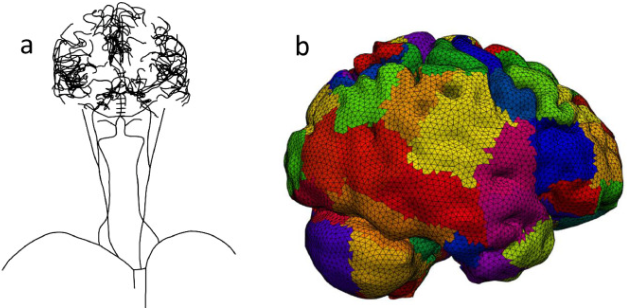 Modelling the leptomeningeal collateral circulation during acute ischaemic stroke