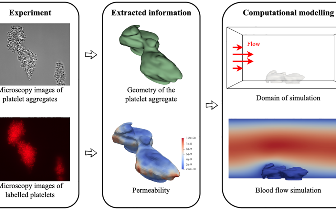 Image-based flow simulation of platelet aggregates under different shear rates